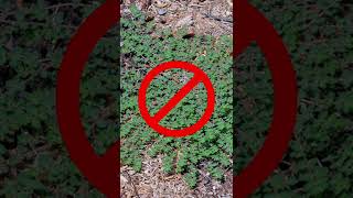 Stop Spurge Weeds on Your Lawn From Taking Over [upl. by Evania884]