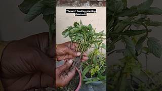 Methods of planting quotTomatoquot Seeding in pots tamato kitchengarden plants planting shorts [upl. by Dloreh]