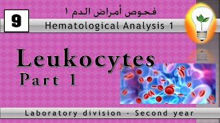 Hematology 9 Leukocytes كرات الدم البيضاء [upl. by Julio]