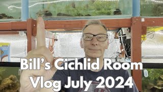 Bills Cichlid Room Vlog July 2024 Part 1 [upl. by Smail85]