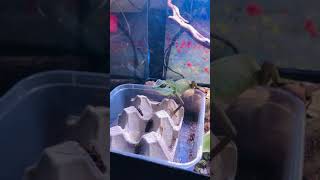 Greencrested Lizard （Bronchocela cristatella）feeding Cricket buffet24 October 2021 [upl. by Mancino201]