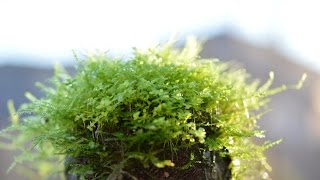 Wabi Kusa 101  Beginner Plants [upl. by Luedtke]