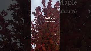 Red Maple 🌿 Acer rubric  garden calendar trees autumncolors [upl. by Braswell]