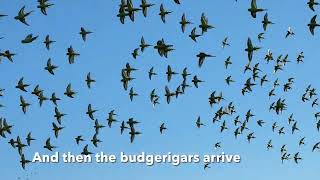 Desert Waterholes  finches budgies and raptors [upl. by Nnylyar]