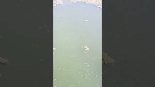 Fish hatchery Noorsarai Nalanda Bihar [upl. by Burny]