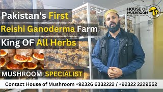 Mushroom Farm Reishi Ganoderma in Pakistan [upl. by Deden]