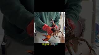 TRAVELS Lobster Fishing Maine [upl. by Maunsell]