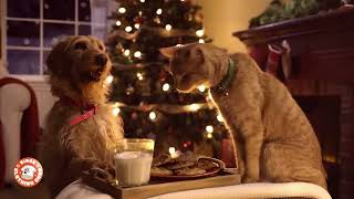 Christmas with Cat and Dog  The Binge  Christmas Ad 2022 [upl. by Chapen149]