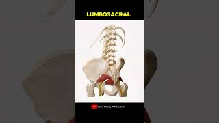 Lumbosacral plexus Spine Anatomy [upl. by Eada]