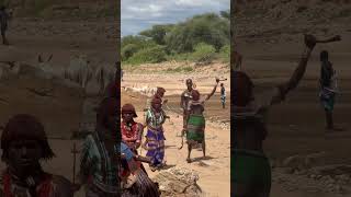 Hamer tribe whipping Ceremony shorts ethiopia omovalley omoregiontours omoriver shortvideo [upl. by Yllut]