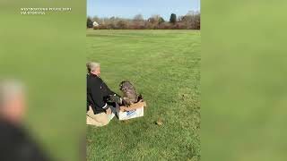 Injured hawk gets released after month of rehab [upl. by Foy]