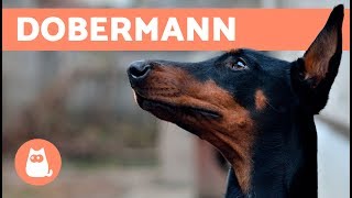 Dobermann – Carattere e addestramento [upl. by Notlef117]