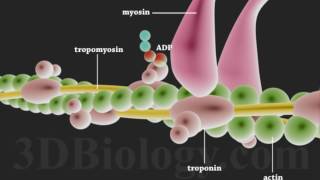 Muscle Contraction 3D [upl. by Rratsal]