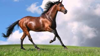 Amazing Galloping Horses 1080p HD [upl. by Ruben]