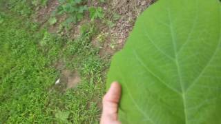 Video of kudzu plant [upl. by Tnecnev]