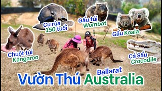 Gặp Chuột Túi Koala amp Cụ Rùa 150 Tuổi  Vườn Thú Ballarat Wildlife Park Australia [upl. by Berty955]