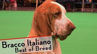 Crufts 2015  Bracco Italiano  Best of Breed [upl. by Atinaj]