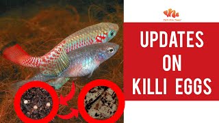 UPDATES on Killifish Eggs  Tamil  Hatched in Our Hands [upl. by Ebeneser]