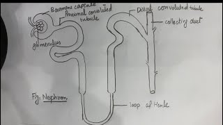 Nephron diagram how to draw nephron diagram easily [upl. by Okram]