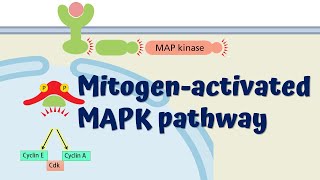 MAPK Signaling Pathway  Animated Explanation [upl. by Vladamir]