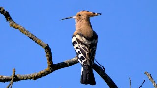 Eurasian Hoopoe Calling [upl. by Ener]