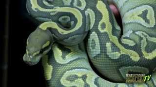 Python Hunters Invade Markus Jayne Reptiles Part 2  HerpersTV S1Ep2 [upl. by Zebulen]