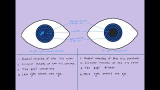 Pupillary mechanism [upl. by Sharp329]