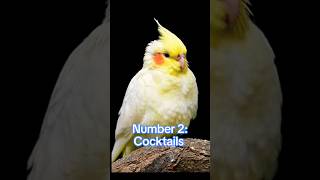 Top 3 Best Parrots For Breeding Purpose In The World trending viralshorts cute lovebirds pets [upl. by Roht]