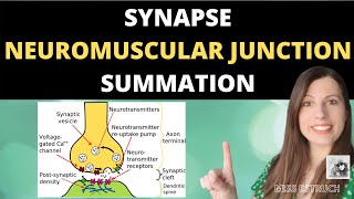 Synapse  Synapse Transmission In Urdu Hindi  Class 12 Biology [upl. by Ayik495]