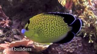 The best goldflake angelfish at Dorys Pets in Johannesburg [upl. by Imarej]