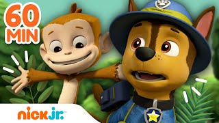 Psi Patrol  Psi Patrol ratuje ZWIERZAKI 🐯 60 minut  Nick Jr Polska [upl. by Llenaj486]