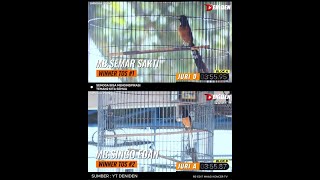 MBSEMAR SAKTI DAN MB SINGO EDAN BERUJUNG ADU TOS  SMM FEAT POINT SEMARANG  290924 [upl. by Amalle]