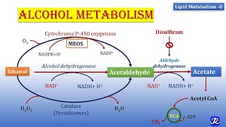 8 Alcohol Metabolism  Lipid Metabolism8  Biochemistry  NJOY Biochemistry [upl. by Chinua]