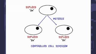 252 State that tumours are the result of uncontrolled cell division [upl. by Uwton]