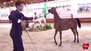 Italian Nationals 2019  Yearling Fillies Championship [upl. by Epoillac]