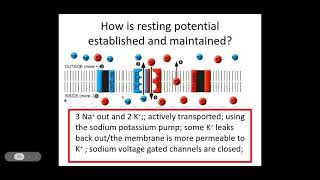 513 Neuronal Communication c PART 1 Resting potential [upl. by Olney]