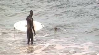 Sea lion attacks surfer warning graphic content [upl. by Giraldo208]