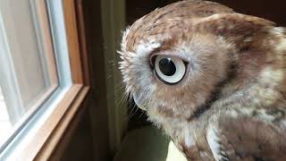 Pupils of an Eastern ScreechOwl [upl. by Christian334]