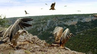 Griffon Vultures Depend on the Sun to Fly Why [upl. by Enert411]