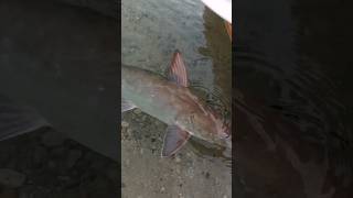 catfish in seawater fish fishing amazing subscribe [upl. by Jegger791]