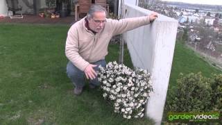 Blooming viburnum tinus [upl. by Elston]