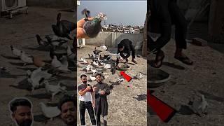 pigeon catching video 👍  pigeon kabootar kabootarbazi shorts [upl. by Yruj]