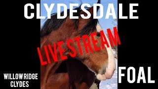 Willow Ridge Clydesdale Foal Cam  Live Stream [upl. by Cid511]