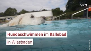 Hundeschwimmen im Wiesbadener Kallebad [upl. by Brubaker340]