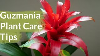 Guzmania Plant Care Tips The Bromeliad With The Vibrant Star Shaped Flower  Joy Us Garden [upl. by Nohcim]