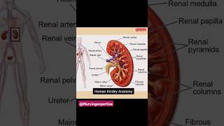 Human kidney Gross structure explanation anatomy nursingstudent medicalstudent shortsvideo [upl. by Samled]