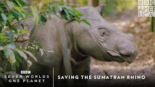 Saving The Sumatran Rhino  Seven Worlds One Planet  BBC America [upl. by Urina]