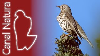 Zorzal charlo Turdus viscivorus Mistle Thrush 4K [upl. by Eecal407]