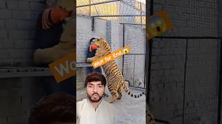 Dangerous Bengle Tiger Bites On My Neck  shorts shortsfeed [upl. by Sacul744]