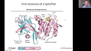 Lipin Phosphatidic Acid Phosphatases  Aug 10th 2020 [upl. by Esli]